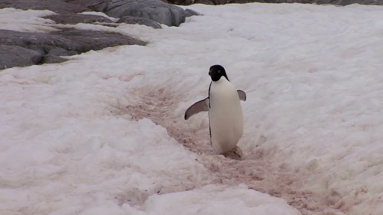 un pingüino camina por un camino nevado en la antártida