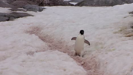 un pingüino camina por un camino nevado en la antártida