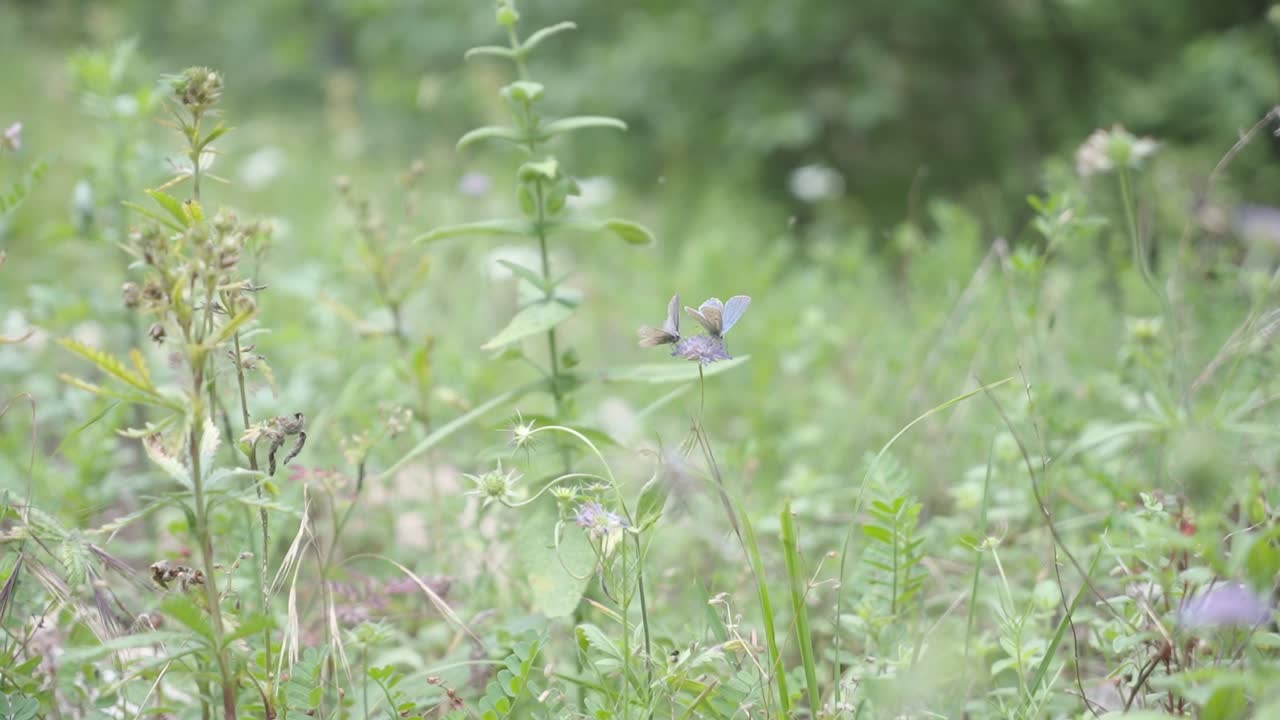 two blue colored butterflies collect the pollen on a while flower in the pasture
