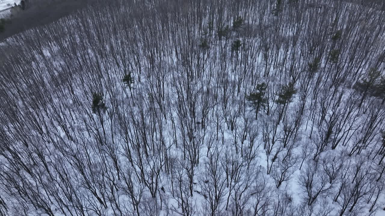 뚱뚱한 자전거를 타고 눈 덮인 숲을 타는 자전거 타는 사람들의 오름차순
