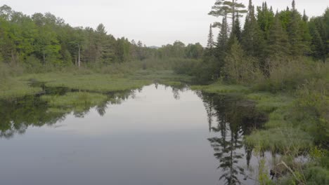 Lufttief-über-Ruhigem-Mangrovenwasser,-Umgeben-Von-üppiger-Grüner-Wildnis