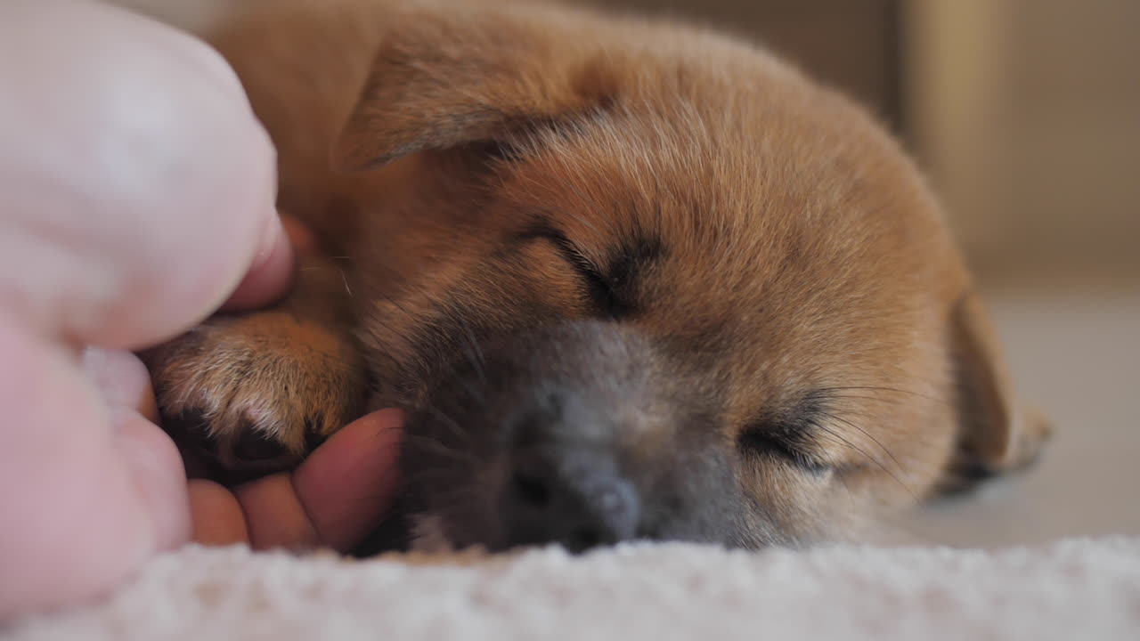 지친 귀여운 작은  ⁇ 은 시바 이누 강아지를 위로하고 만져 바닥에서 깊이 잠을 자고 있습니다.