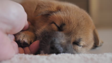 Einen-Müden,-Süßen-Kleinen-Roten-Shiba-Inu-Welpen-Trösten-Und-Streicheln,-Der-Tief-Und-Fest-Auf-Dem-Boden-Schläft