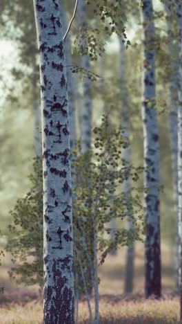 bosque de abedul: un paisaje natural sereno