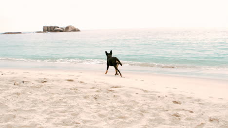 solo el perro negro está corriendo