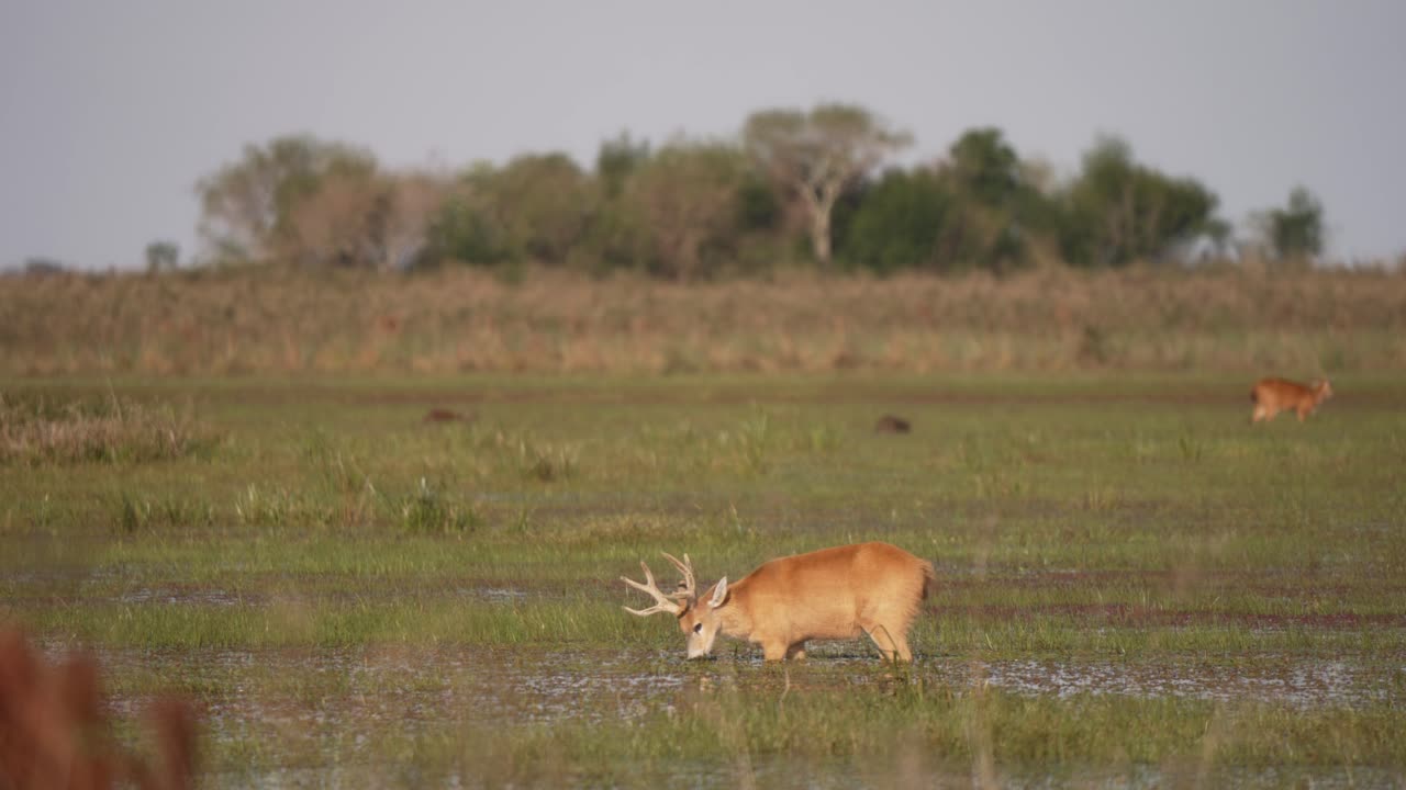 Hungry Marsh Deer Feeding On The Wetland. - wide shot