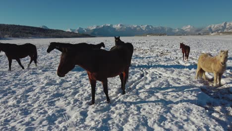 Horses-on-snow-with-mountains-and-highway-close-up-tilt