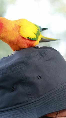 pájaro colorido interactúa con una persona en el mercado