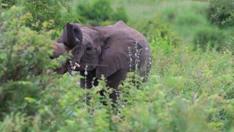 Zwei-Junge-Elefanten-Raufen,-Krüger-Nationalpark
