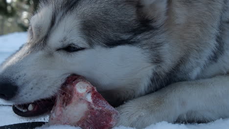 close-up: husky dog chews on meaty bone in snow outdoors, happy pet