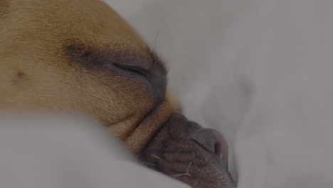 close-up of a french bulldog's face, showing its wrinkles and peaceful expression as it sleeps deeply, nestled in soft bedding