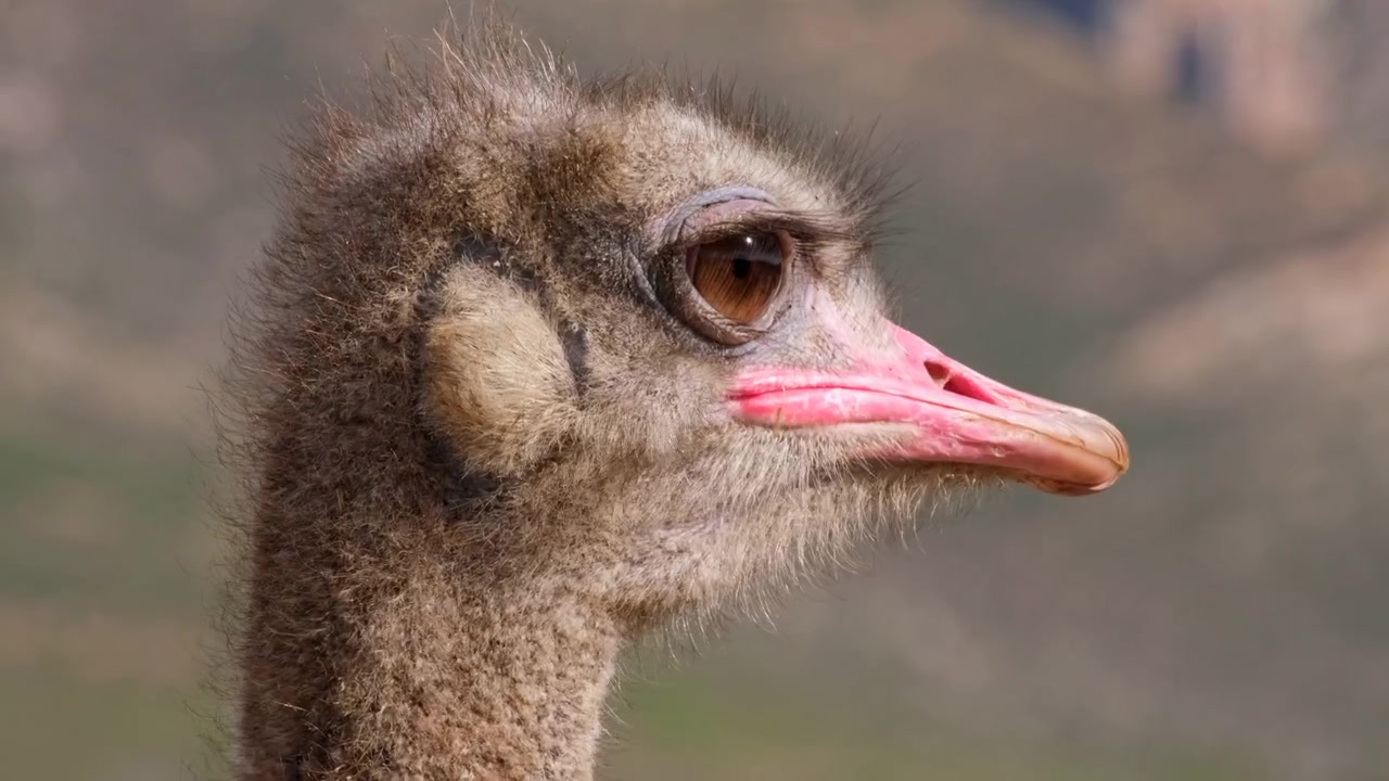 Drôle de tête d'autruche (Struthio camelus) avec une bouche béante et de grands yeux.