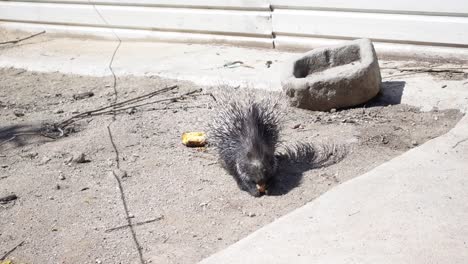 Porcupine-eating-bread-in-a-pedagogical-farm