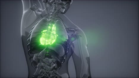 examen de radiología del corazón humano