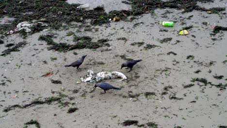 cuervos comiendo un pez muerto en la playa de changi singapur