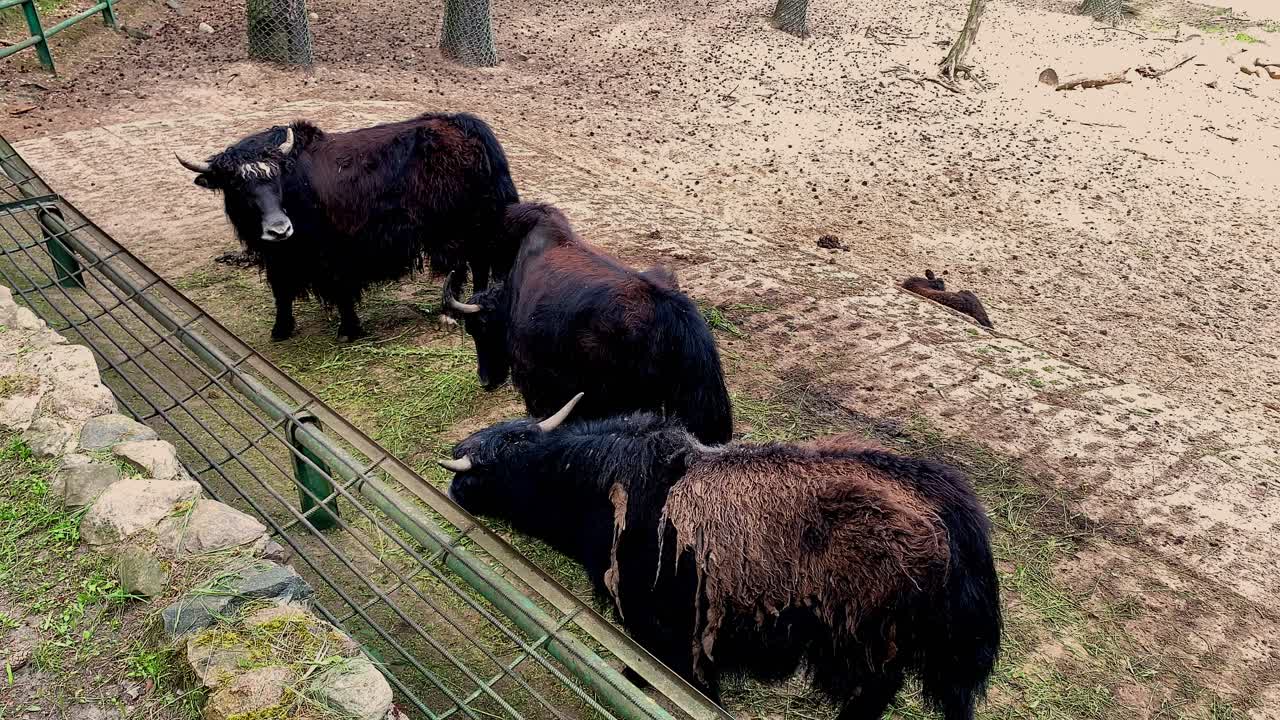 familia de vacas negras pastando durante el día en el campo en el zoológico, estático