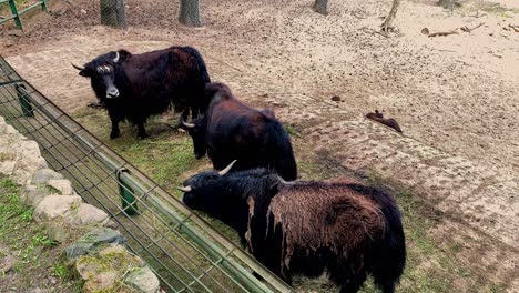 family of black cows grazing during daylight on field in zoo,static