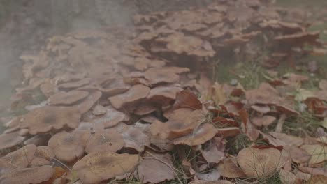 Trail-of-mist-passing-over-BeautifulHoney-Fungus-Mushroom