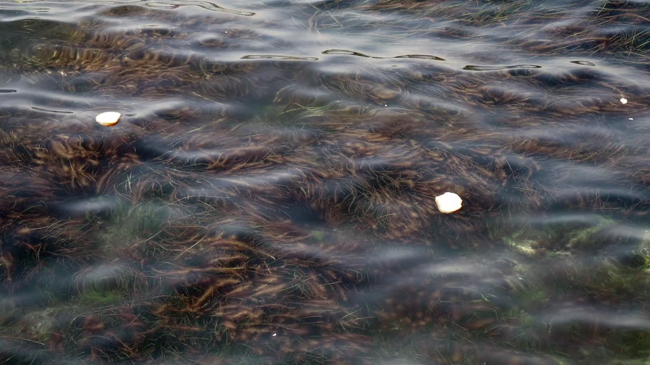 Seaweed and Ripples in Shallow Water