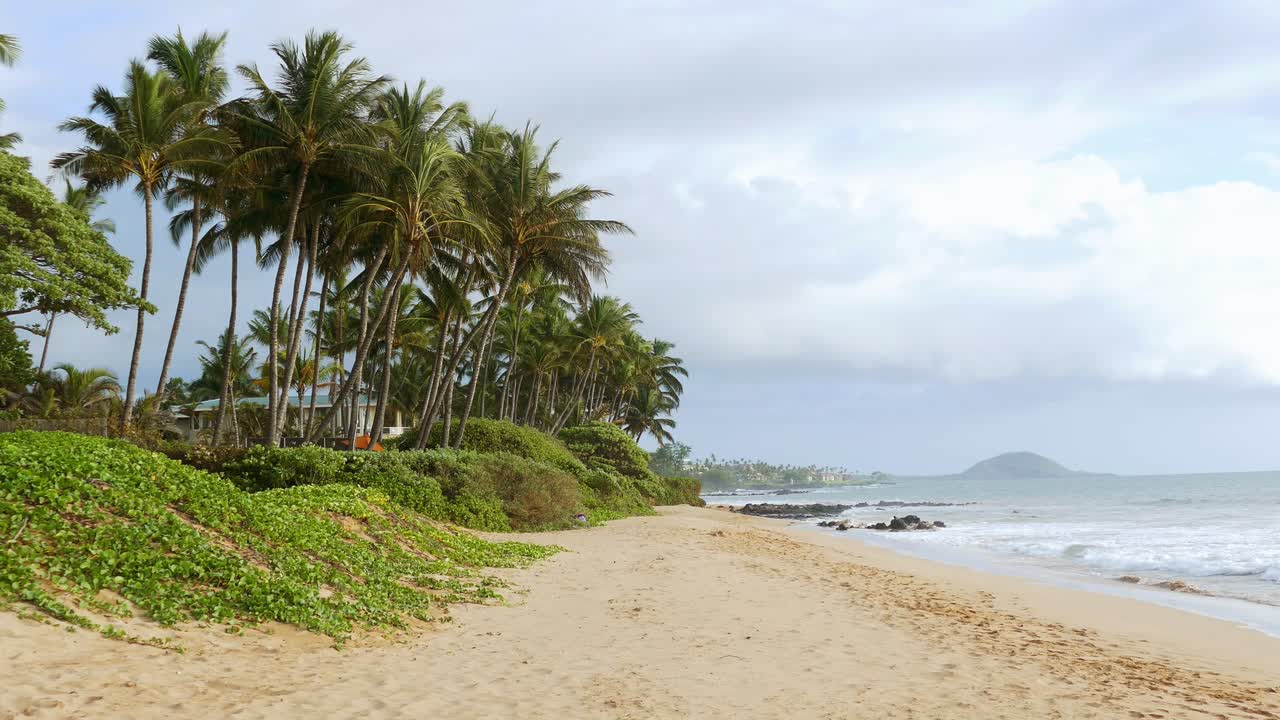 Escena de playa tropical con palmeras
