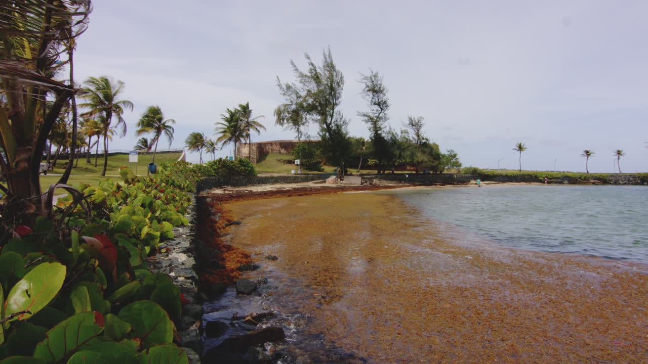 Zoom lambat yang menghadap teluk di San Juan, Puerto Rico, dengan pohon palem dan tanaman tropis