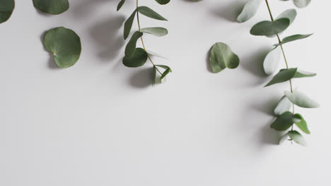 video of green plant leaves with copy space on white background