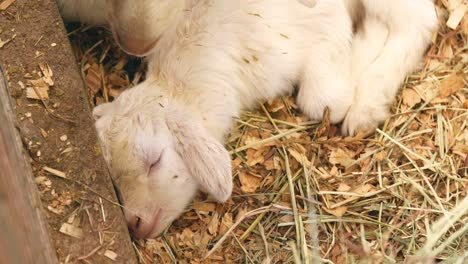 Baby-goat-in-the-farm