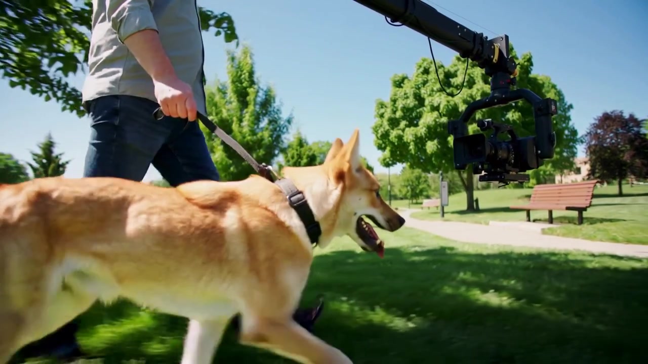 Riprese effettuate da una telecamera montata su braccio, con un cane bianco-marrone chiaro che cammina al guinzaglio corto al parco per un tracciamento a bassa angolazione.