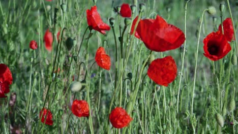 algunas amapolas en un campo