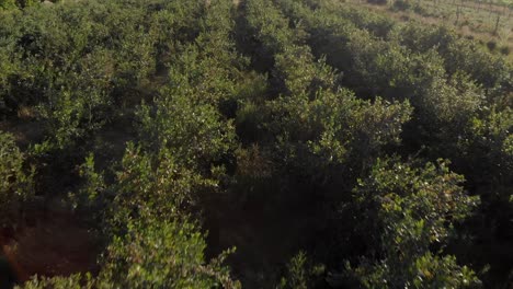 Isla-De-Westham,-Cultivos-De-Arándanos,-Arándanos,-Plantas,-Tierra,-Naturaleza,-Lagar