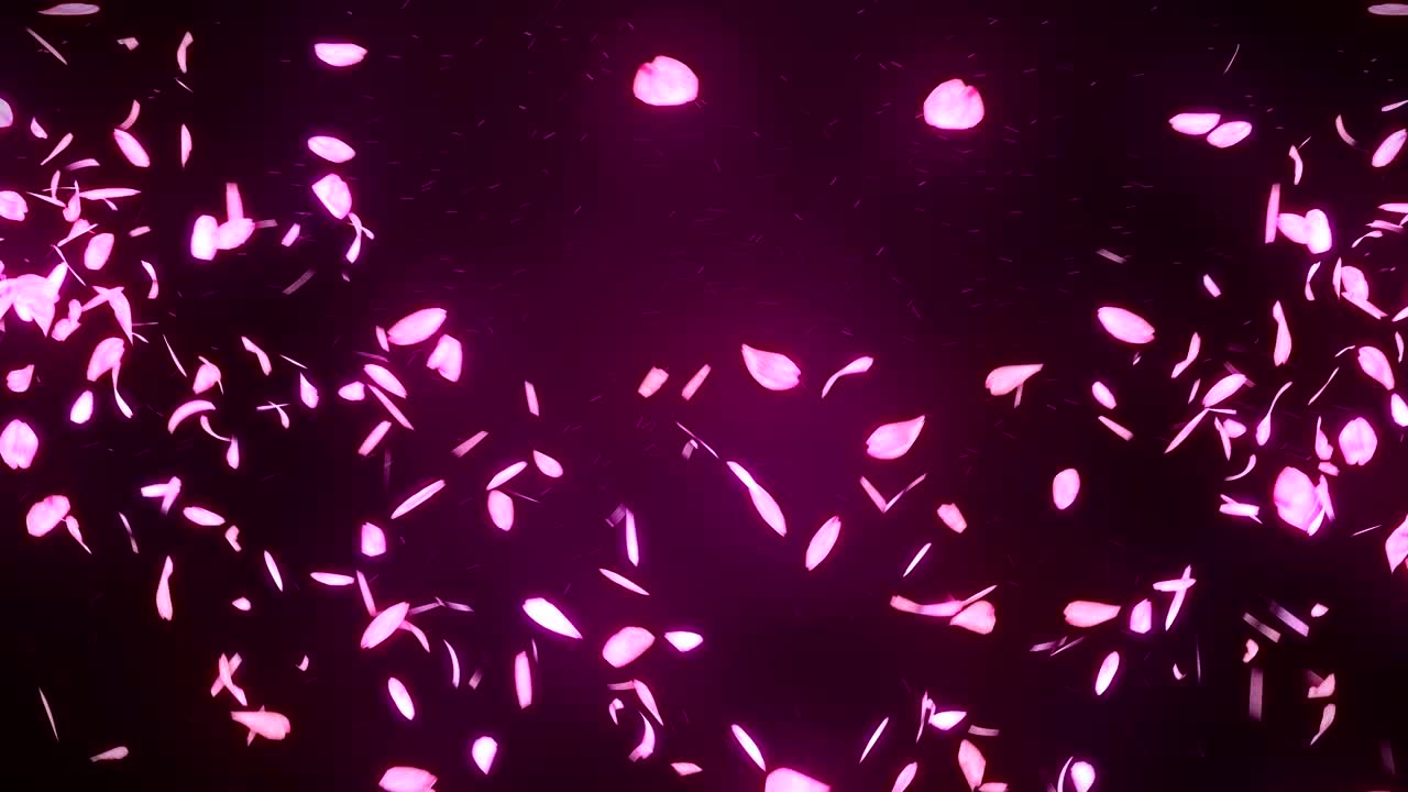 장미색 배경에 떨어지는 체리 꽃 잎, 루프 글리터 애니메이션