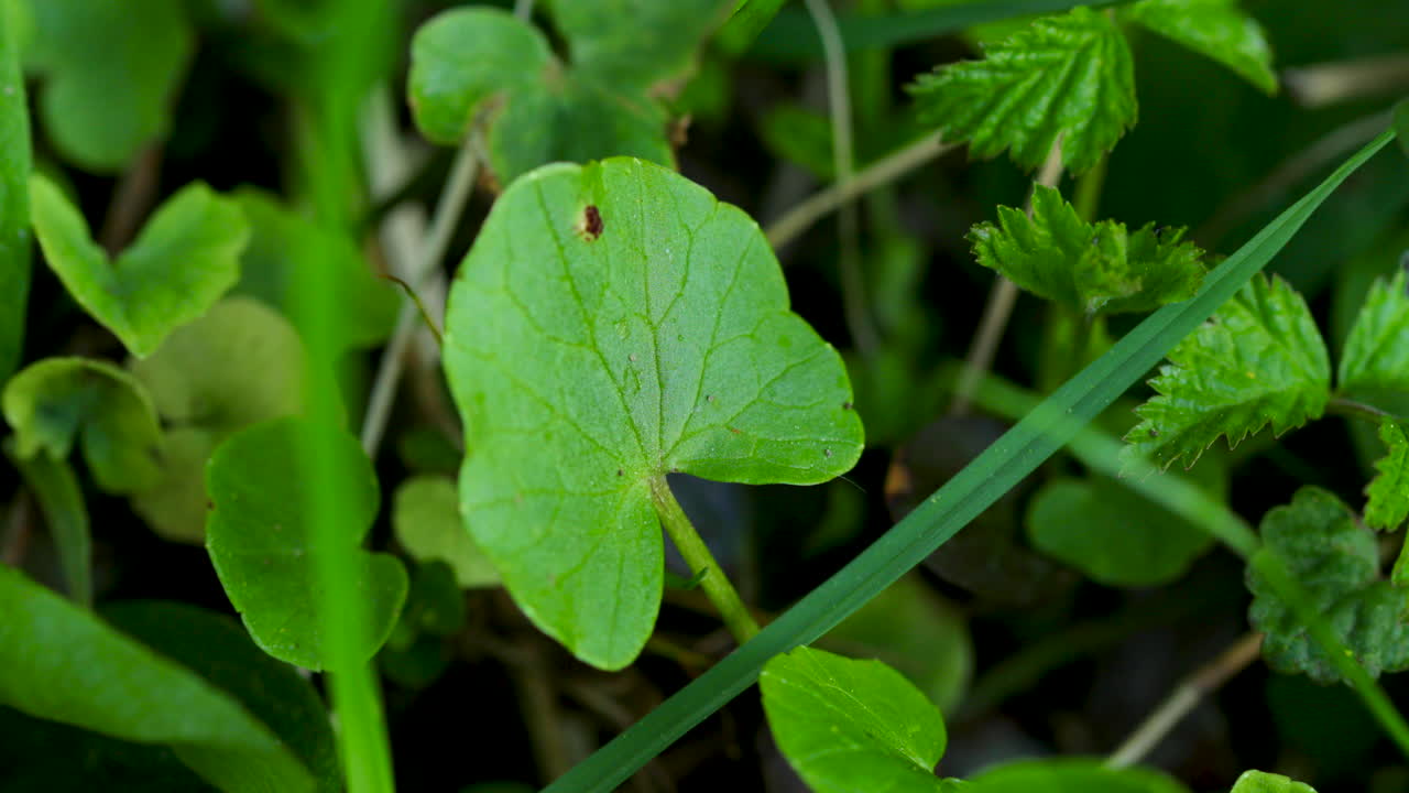 60fps의 가벼운 바람에 움직이는 식물이 지상에서 화창한 날에 캡처된 꽃과 꽃의 매크로 보기