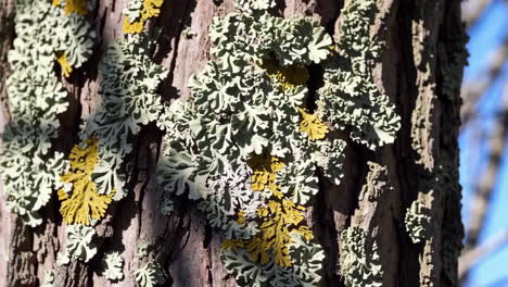 lichen on tree bark