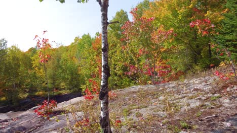 overlooking a small pond during autumn in la vérendrye wildlife reserve, ontario, canada