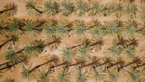 aerial of arava desert, israel, date palms - dynamic drifting shot