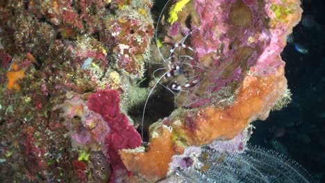 boxer shrimp standing still on a coral with school of fish in background, cebu island, philippines