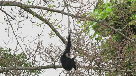 Colgando-Mientras-Baja-Por-La-Rama-Alcanzando-Algunas-Frutas,-Gibón-De-Manos-Blancas-Hylobates-Lar,-Tailandia