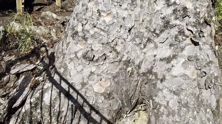 Detaljer af et træ, der viser sølvfarvet bark på en solrig dag, med lidt skygge fra hegnet.