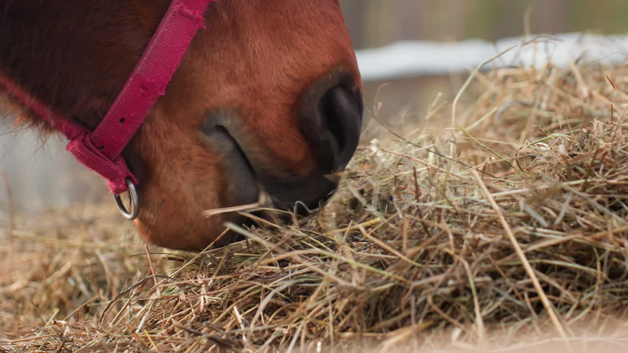 horse chewing hay, intimate shot of horse nibbling hay, detailed view of horse grazing in winter stall, cinematic macro capturing horse munching hay with textured straw and sensory richness