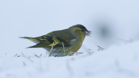 Siskin-Euroasiático-En-Comedero-Para-Pájaros-De-Invierno-Comiendo-Semillas-De-Girasol