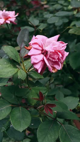 pink rose in a garden