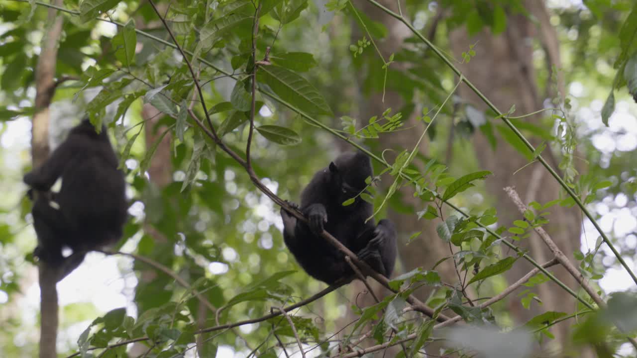 Un cucciolo di scimmia selvatico e libero seduto su un albero nella giungla.
