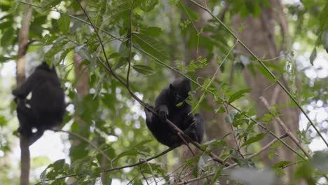 Un-Mono-Bebé-Salvaje-Y-Libre-Sentado-En-Un-árbol-En-La-Jungla