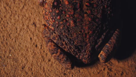 cane toad top view with rough bumpy skin on forest floor in peru’s amazon