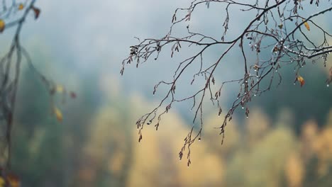 un primer plano de las finas y delicadas ramas cubiertas de gotas de lluvia