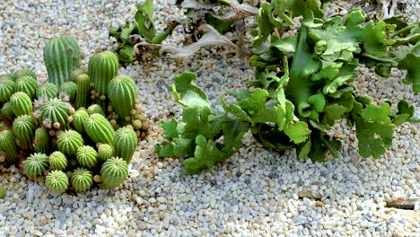 a sequence showcasing various cacti in a greenhouse, highlighting their vibrant green hues and textured surfaces under natural lighting