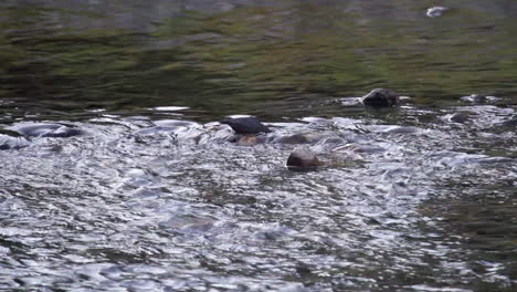 Amerikanischer-Wasseramselnvogel,-Der-Durch-Stromschnellen-Auf-Der-Suche-Nach-Nahrung-Watet