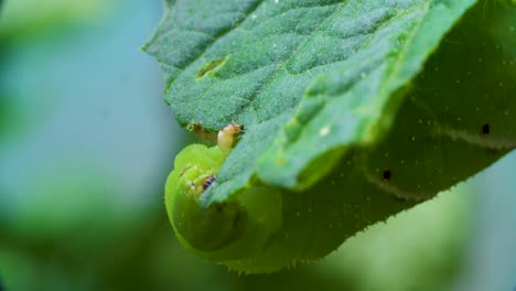 Eine-Raupe,-Die-Eine-Tomatenpflanze-Frisst