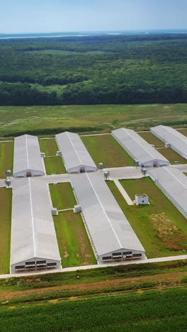 flying near the modern farm for poultry in rural place. aerial view to the new agricultural complex for farming in a sunny day. vertical video