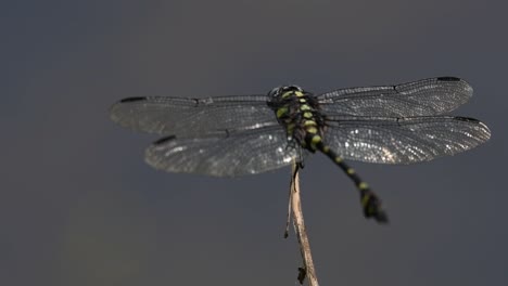 Die-Gemeine-Flanschschwanzlibelle-Kommt-Häufig-In-Thailand-Und-Asien-Vor